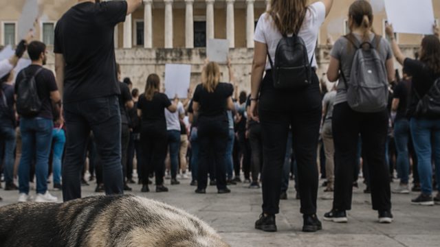 Animal Rights in Greece: A Call for Legal Reform After Recent Incident | calon4d