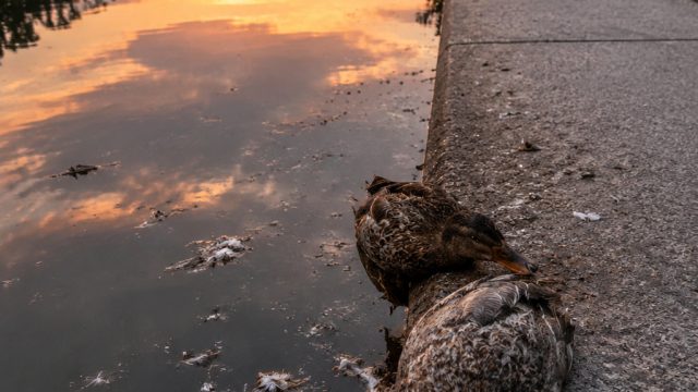 Reflecting Pool Under Fire: Vandalism and Duck Deaths Spark Controversy | kepo 4