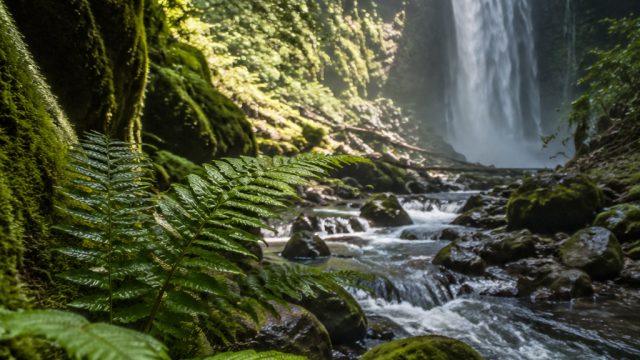 New Insights on Plant Survival: Earth Could Remain Green for 2 Billion Years | lucky haunter, ultima