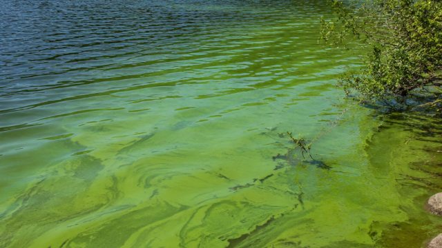 Health Advisory Issued for Thetis Lake Due to Blue-Green Algae | sbobet88 slot l