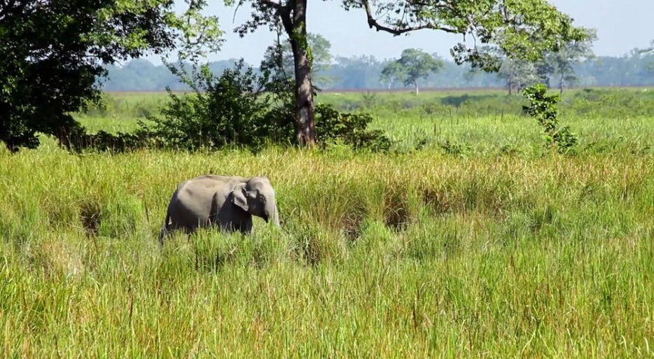 An Indian islander has been planting trees for 35 years and turned 550 hectares of deserted island into a forest - top emoticon