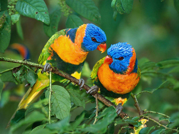 The top 10 smartest animals besides humans, crows can also be on the list--top emoticon