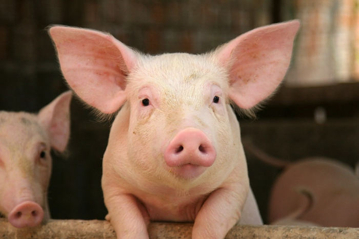 The top 10 smartest animals besides humans, crows can also be on the list - pinned emoticon