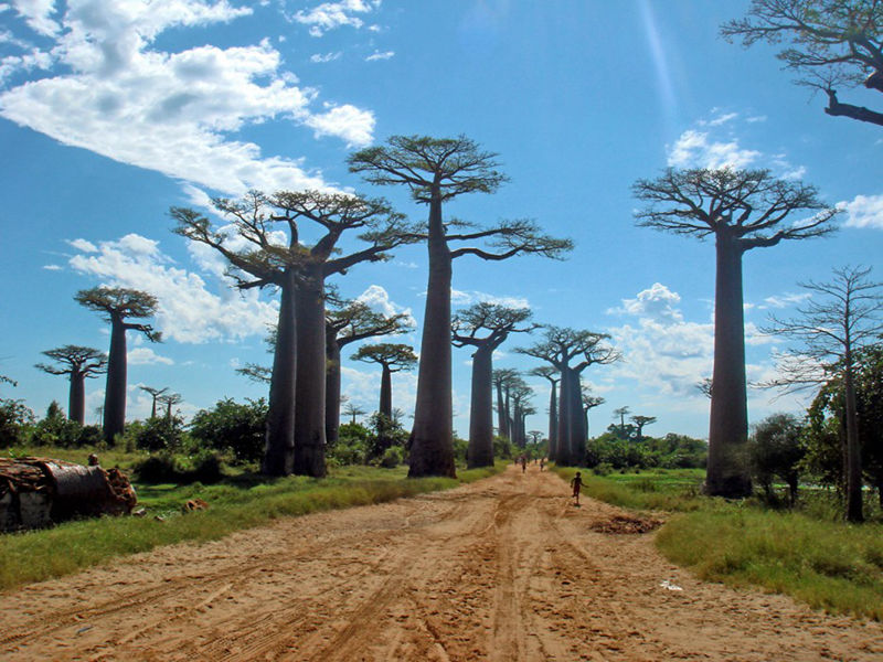 8 unique forests that look like they’re from an alien planet