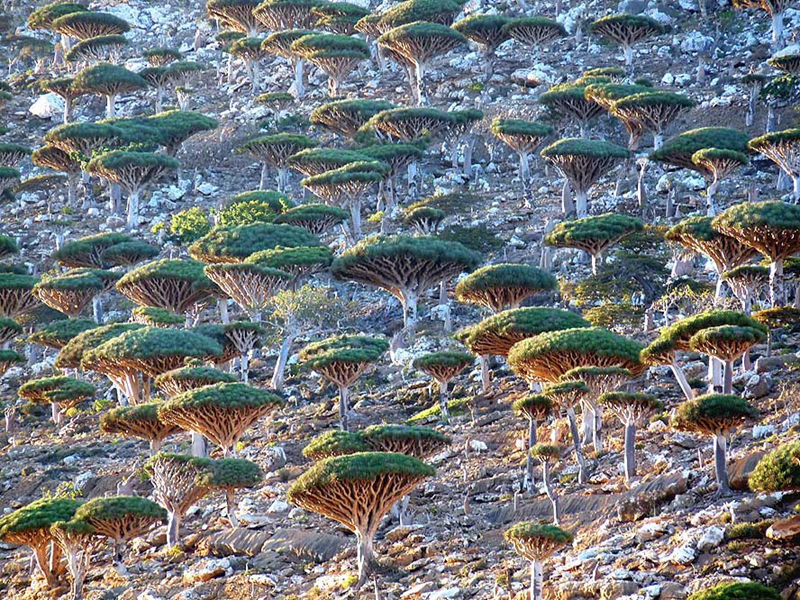 8 unique forests, like from an alien planet - top emoticon
