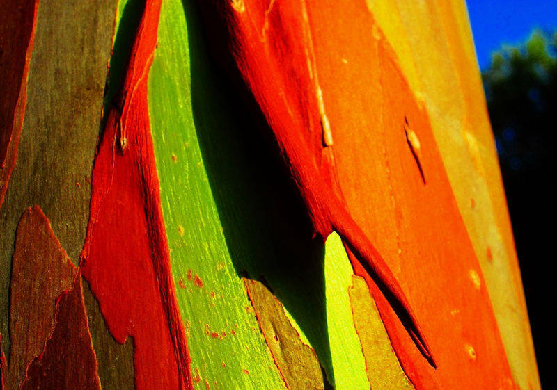 8 unique forests, like from an alien planet--top emoticon