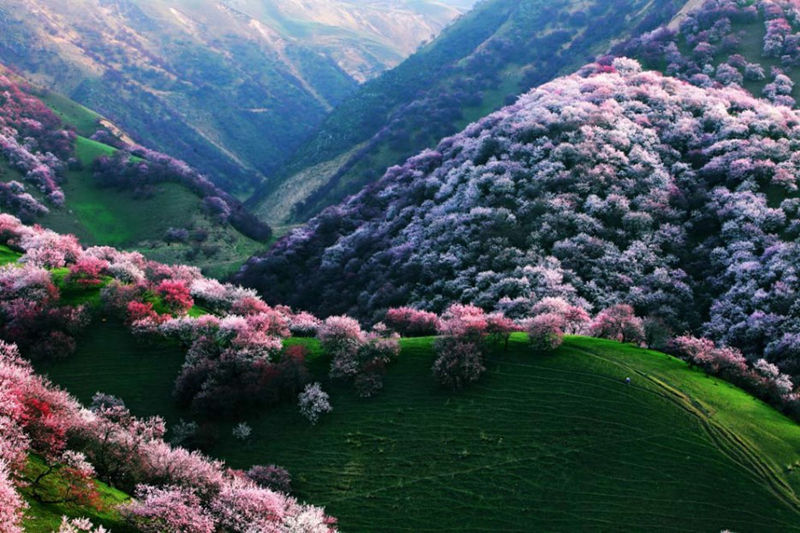 8 unique forests, like coming from an alien planet--top emoticon