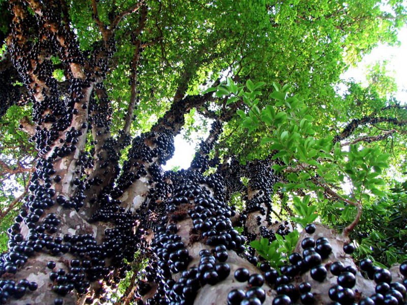8 unique forests, like coming from an alien planet--top emoticon