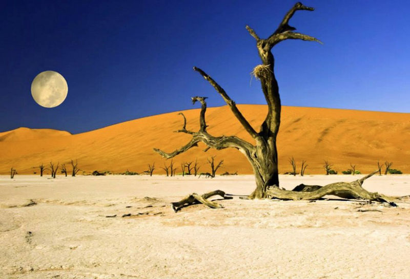8 unique forests, like from an alien planet--top emoticon