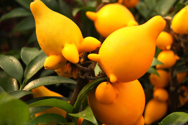 20 unusual but delicious weird fruits, African horned melon is definitely the pursuit of foodies--top emoticon